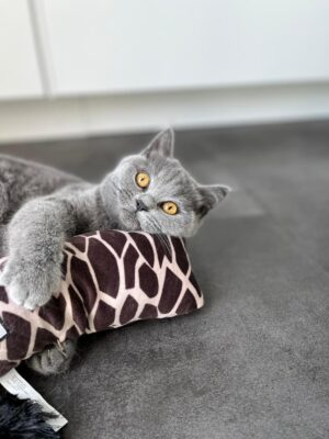 Huis en vachten katten