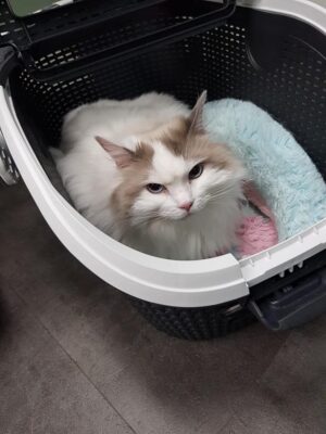 Huisregels katten