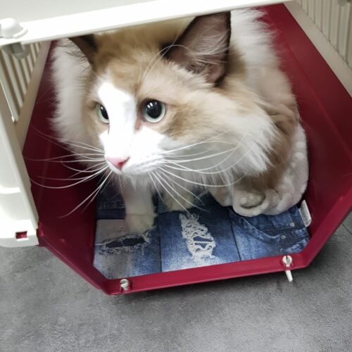 Kat in transportmand