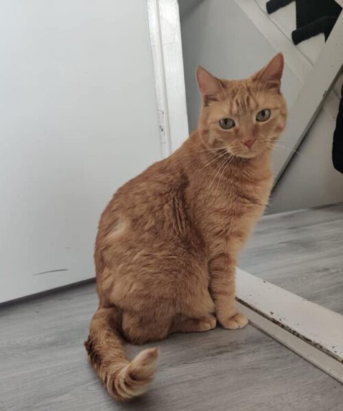 Oranje kat