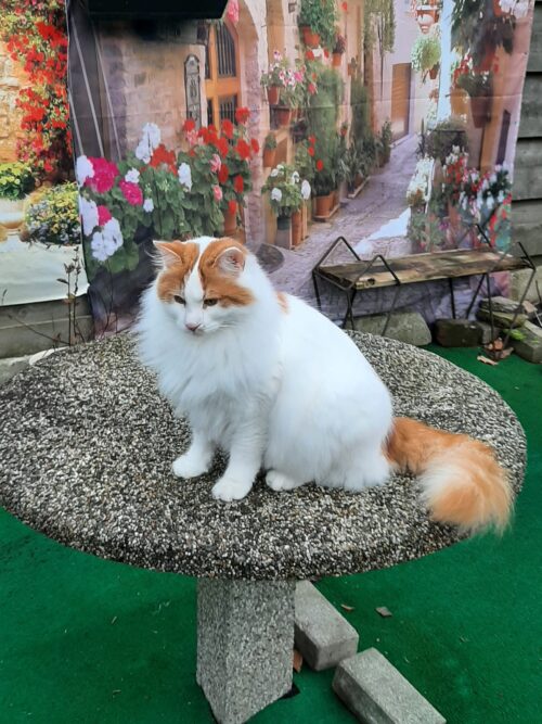 wit oranje kat