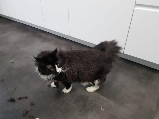 Zwart witte kat